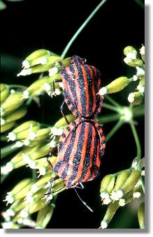 Paarung der Gemeinen Streifenwanze (Graphosoma lineatum)