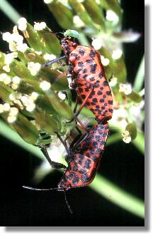 Paarung der Gemeinen Streifenwanze (Graphosoma lineatum)