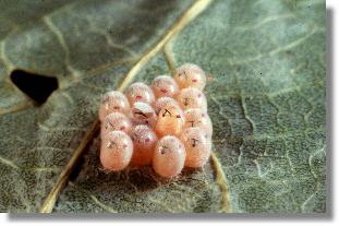 Eier der Gemeinen Streifenwanze (Graphosoma lineatum)