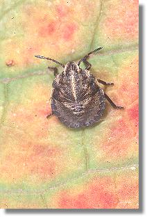 Larve der Gemeinen Streifenwanze (Graphosoma lineatum)