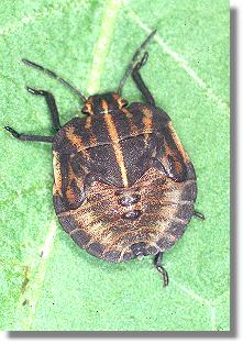 Larve der Gemeinen Streifenwanze (Graphosoma lineatum)