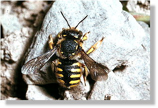 Biene (Anthidium manicatum)