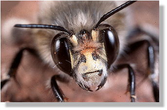 Porträt eines Männchens von Anthophora plumipes