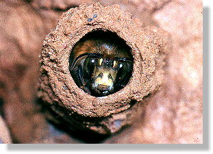 Mnnchen von Anthophora plumipes kurz vor dem Schlpfen