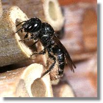 Weibchen der Hahnenfu-Scherenbiene Chelostoma florisomne