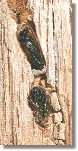 Zellen mit Hahnenfuß-Scherenbiene Chelostoma florisomne (oben) und Keulhornwespe (Sapyga clavicornis)
