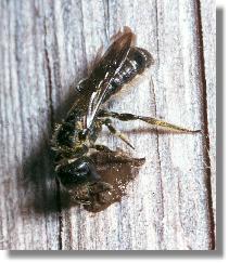 Die Hahnenfu-Scherenbiene (Chelostoma florisomne) beim Verschlieen ihres Nestes