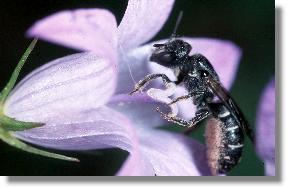 Weibchen der Rapunzel-Scherenbiene (Chelostoma rapunculi) 