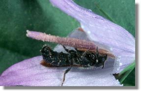 Mnnchen der Rapunzel-Scherenbiene (Chelostoma rapunculi) 