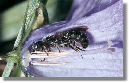 Mnnchen der Rapunzel-Scherenbiene (Chelostoma rapunculi)  an der Nektarquelle