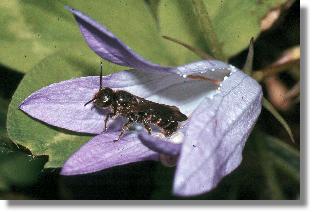 Mnnchen der Rapunzel-Scherenbiene (Chelostoma rapunculi) erwacht