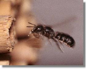 Weibchen der Rapunzel-Scherenbiene (Chelostoma rapunculi) beim Anflug auf das Nest