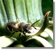 Mnnchen der Lcherbiene Heriades truncorum