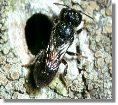 Weibchen der Lcherbiene Heriades truncorum