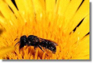 Die Löcherbiene Heriades truncorum beim Sammeln von Pollen