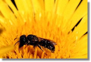 Die Lcherbiene Heriades truncorum beim Sammeln von Pollen