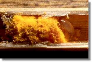 Futterkuchen und Ei der Löcherbiene Heriades truncorum