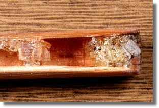 Zwischenwand einer Zelle und Hauptverschluss des Nestes der Löcherbiene Heriades truncorum 