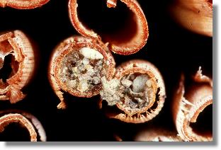 Endverschluss eines Nestes der Löcherbiene Heriades truncorum 