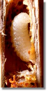 Larve der Löcherbiene Heriades truncorum 