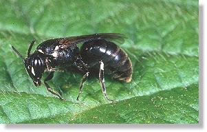 Weibchen einer Maskenbiene (Hylaeus spec.) in der Galle des Kleinen Pappelbocks (Saperda populnea)