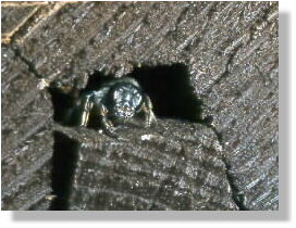 Blattschneiderbiene Megachile lapponica