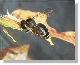 Blattschneiderbiene Megachile lapponica... beim Schneiden