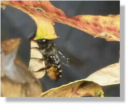 Blattschneiderbiene Megachile lapponica...beim Schneiden