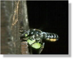 Blattschneiderbiene Megachile lapponica beim Transport des Zellendeckels