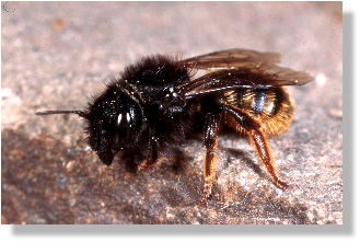 Weibchen der zweifarbigen Mauerbiene