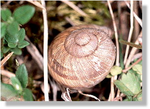 Leeres Haus der Schnirkelschnecke: Das Traumhaus der zweifarbigen Mauerbiene