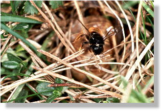 Osmia bicolor landet mit Kiefernnadel