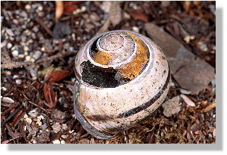 zwei Zellen von Osmia bicolor im Haus der Schnirkelschnecke