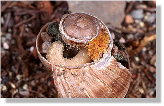 Larve von Osmia bicolor