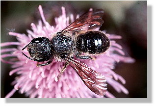 Mauerbiene Osmia caerulescens