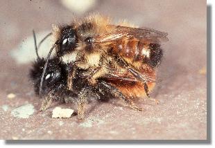 Mnnchen der Roten Mauerbiene (Osmia rufa) und Weibchen der gehrnten Mauerbiene (Osmia cornuta)