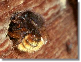 Weibchen der Gehrnten Mauerbiene (Osmia cornuta) am Nesteingang