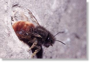 Gehrnte Mauerbiene (Osmia cornuta)