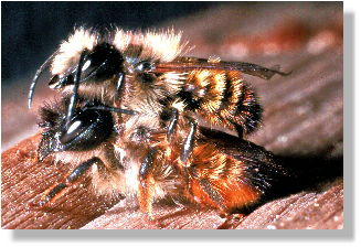 Paarung der Roten Mauerbiene