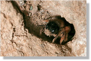 Rote Mauerbiene trgt Abflle aus dem Nest