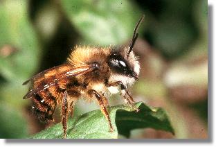 Mnnchen der Roten Mauerbiene (Osmia rufa)