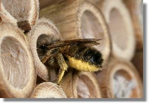 Weibchen der Roten Mauerbiene (Osmia rufa)