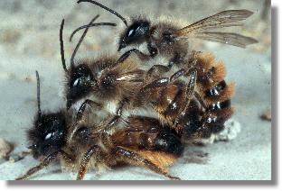 2 Männchen und 1 Weibchen der Roten Mauerbiene (Osmia rufa)