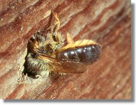 Weibchen der Roten Mauerbiene (Osmia rufa) am Nesteingang der Gehörnten Mauerbiene (Osmia cornuta)