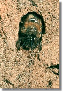 Die Rote Mauerbiene (Osmia rufa) im Erdbau