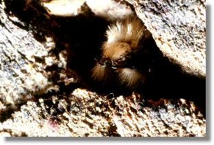 Mnnchen der Roten Mauerbiene (Osmia rufa) in einer Holzritze