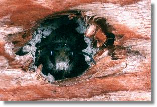 Nest der Rote Mauerbiene (Osmia rufa) in einem Nagelloch