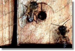 Nest der Rote Mauerbiene (Osmia rufa) in einem Schraubenloch