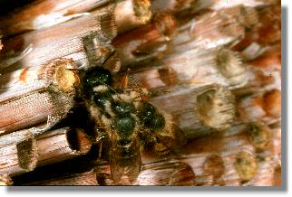 Paarung der Roten Mauerbiene (Osmia rufa) an einer Schilfmatte