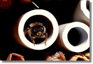 Rote Mauerbiene (Osmia rufa) in einem Elektrokabel